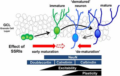 The Effect of Serotonin-Targeting Antidepressants on Neurogenesis and Neuronal Maturation of the Hippocampus Mediated via 5-HT1A and 5-HT4 Receptors